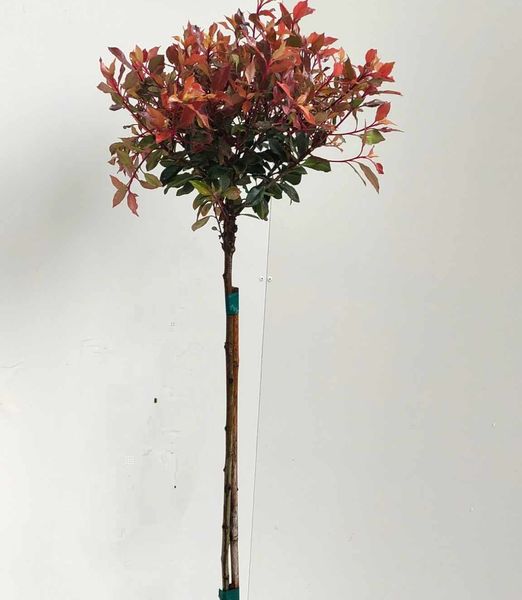 Photinia fraseri 'Chico' na kmeni 100cm